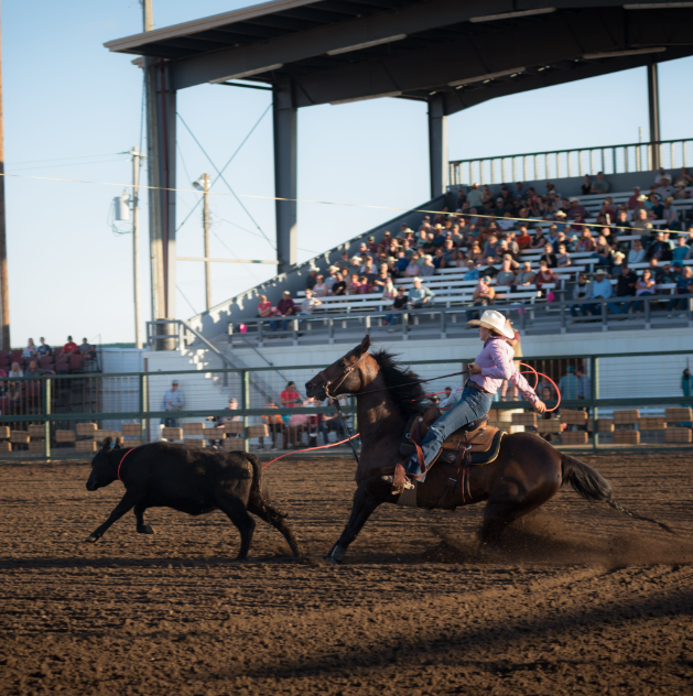 Ladies Breakaway at the Bear Paw Roundup PRCA Rodeo